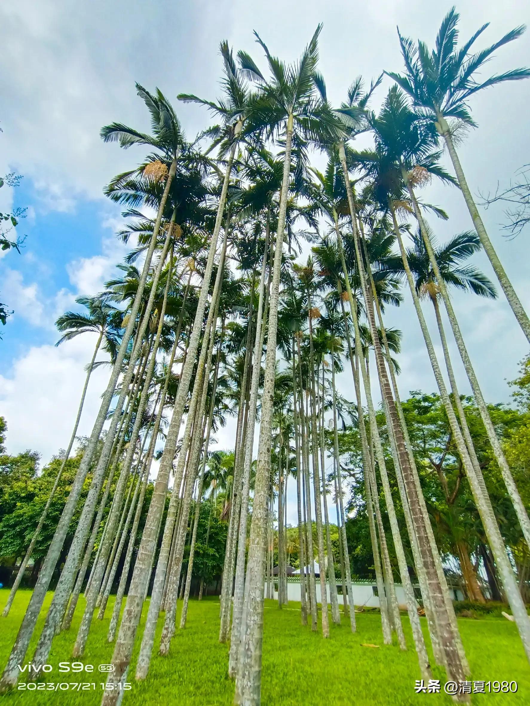 深圳东湖公园门票多少钱一张,深圳东湖公园景点图片高清