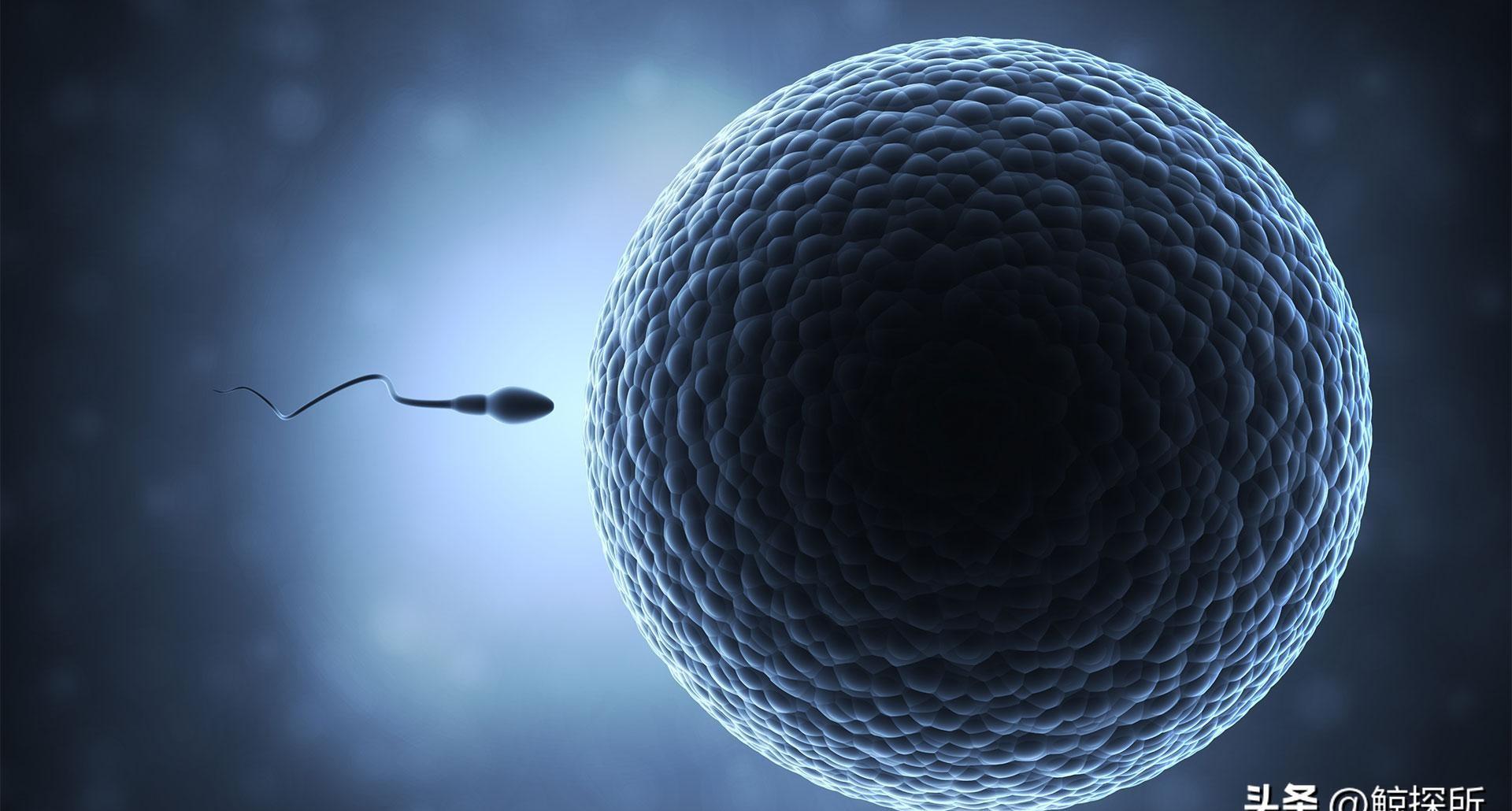 精子的活动轨迹讲解,精子的轨迹分析