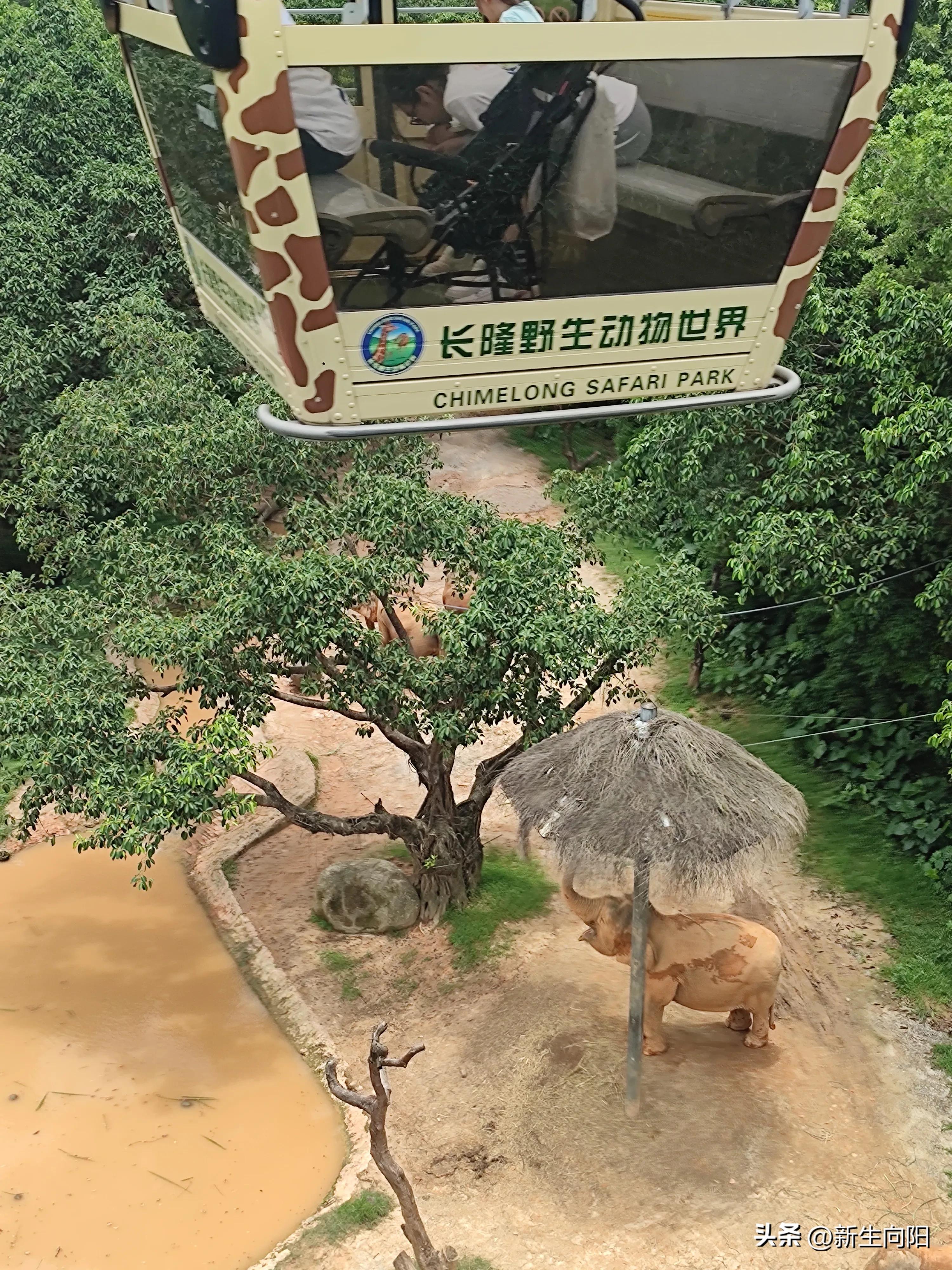 长隆野生动物园两大一小,长隆野生动物园一家三口