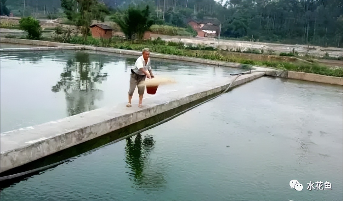 家鱼养殖如何投苗,养殖鱼技术和鱼苗