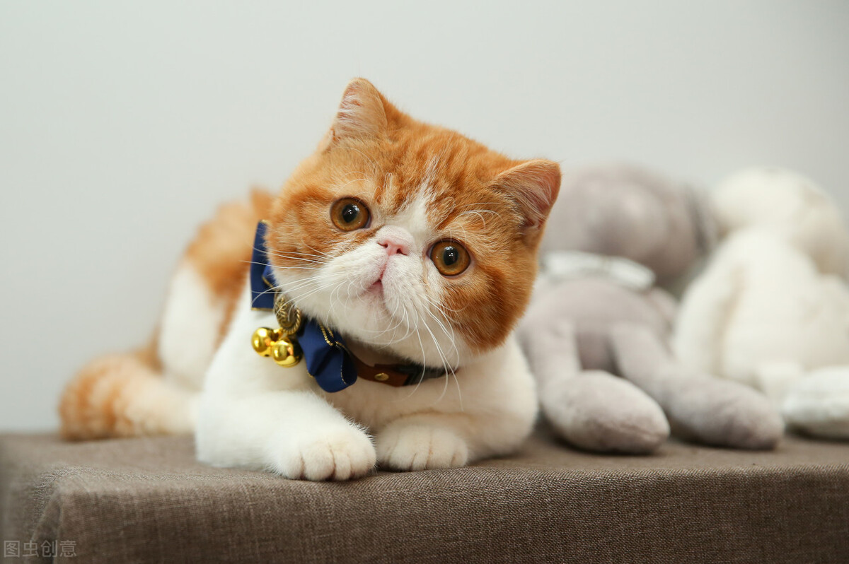 猫咪糊状白色眼屎要怎么办,小猫咪流眼屎怎么治好