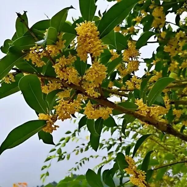 “牙疼不是病”（杂文）「文/张天兴」