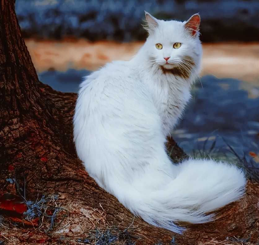 猫界中什么猫最聪明,猫界中谁的性格最好