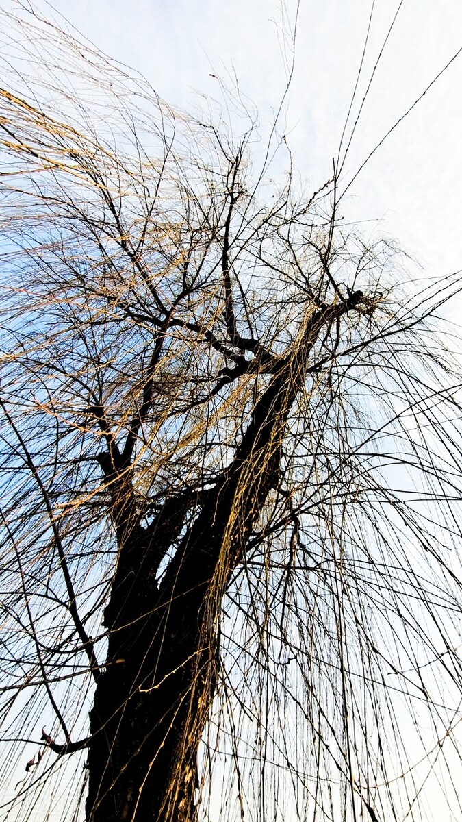 风吹杨柳万千条选段,风吹杨柳万千条指什么生肖