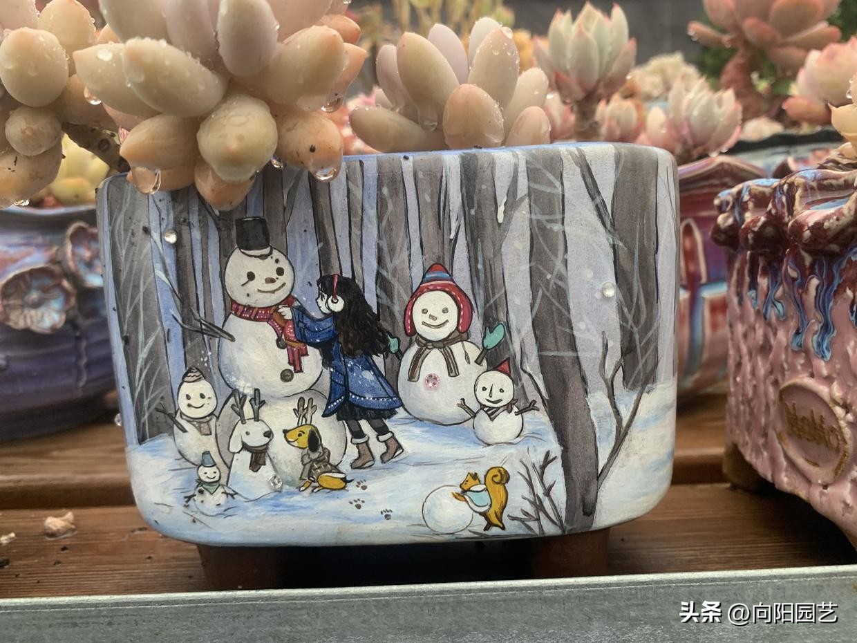 多肉花盆贵的和便宜的区别,紫砂盆和塑料盆养多肉哪个好