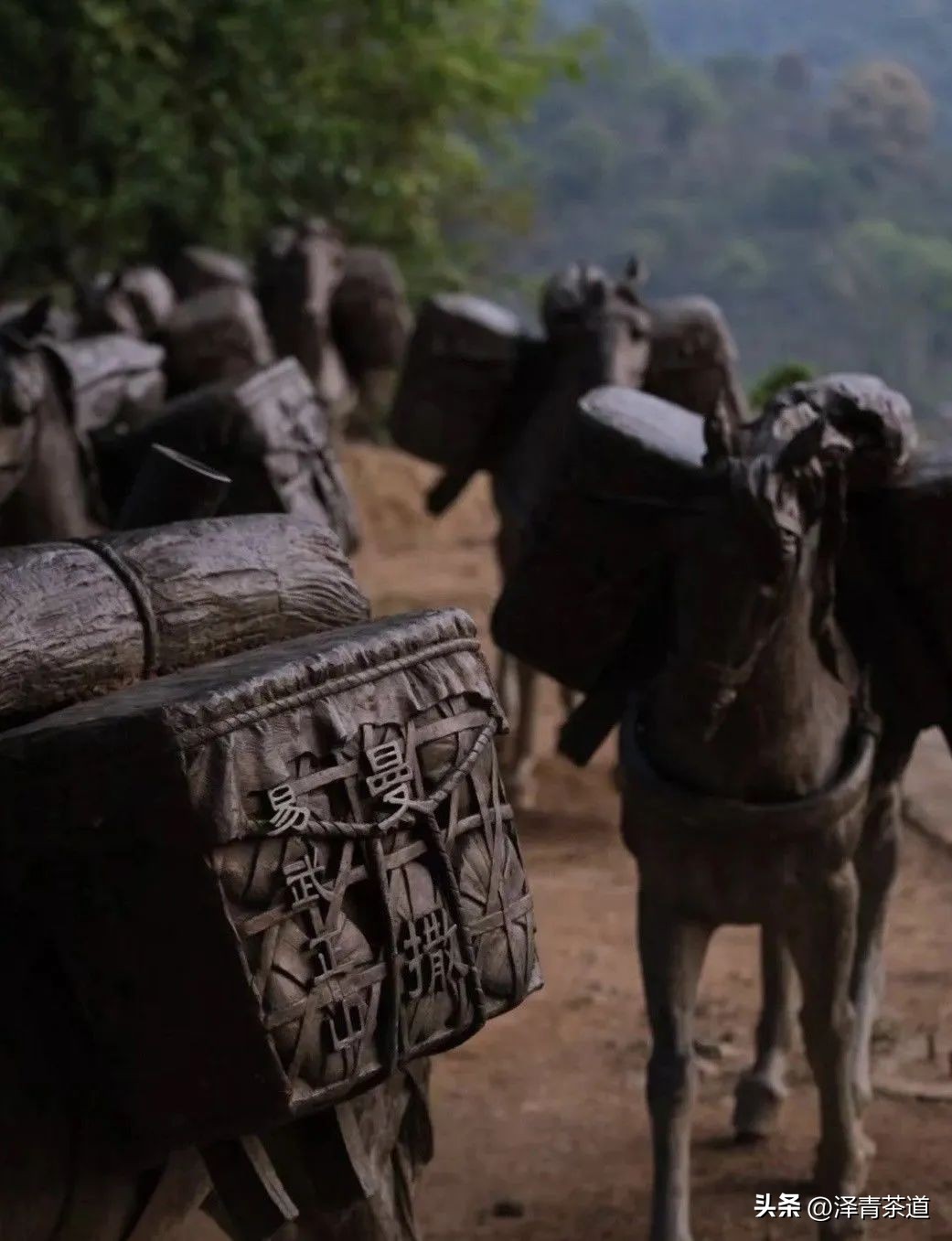 易武六大茶山茶的特点,易武茶的特点