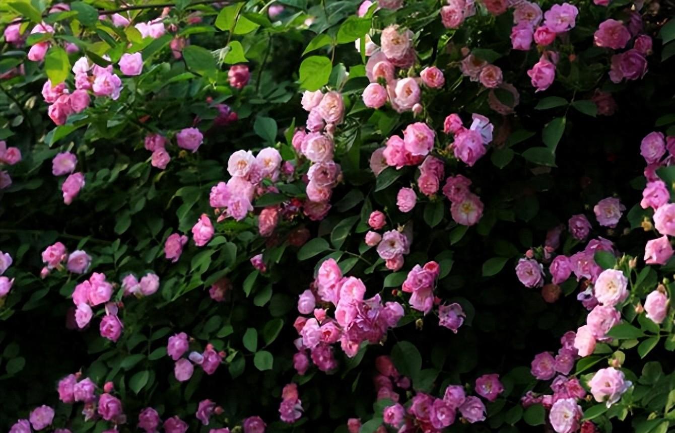 新居镇宅之物,搬新家必备20个吉祥如意物品