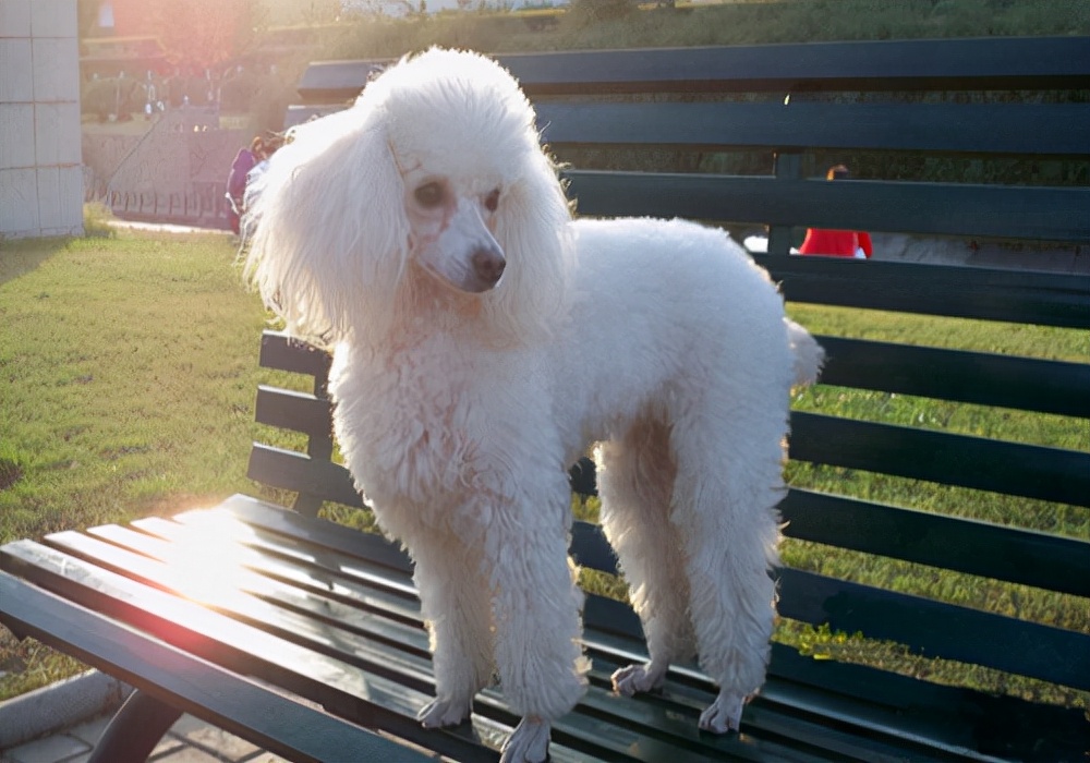 狗狗受伤急救用药方法,狗狗腿受伤多久可以恢复