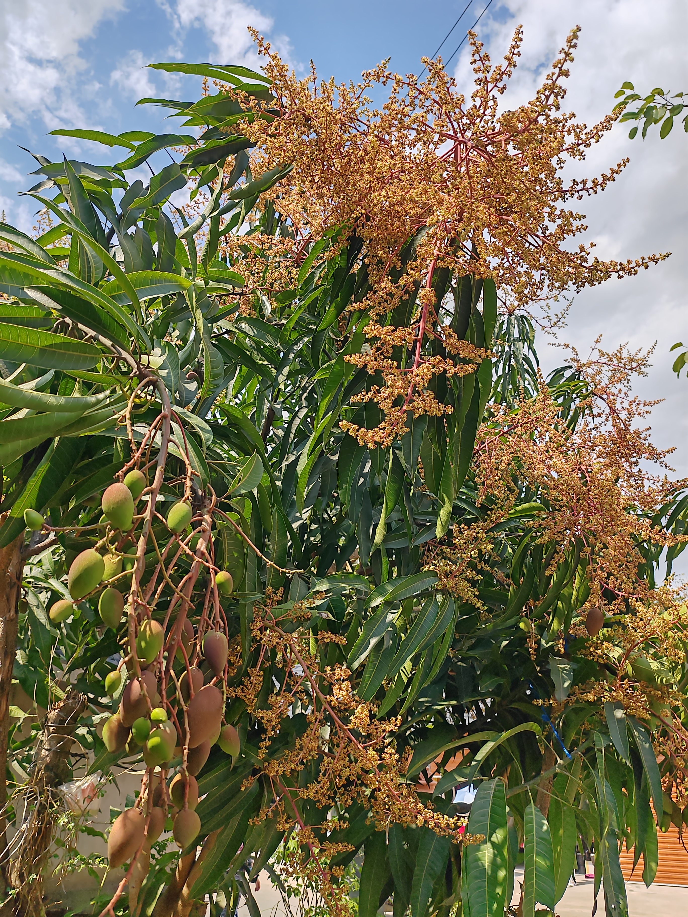 西双版纳傣族村寨和傣族园,西双版纳美丽的傣族园