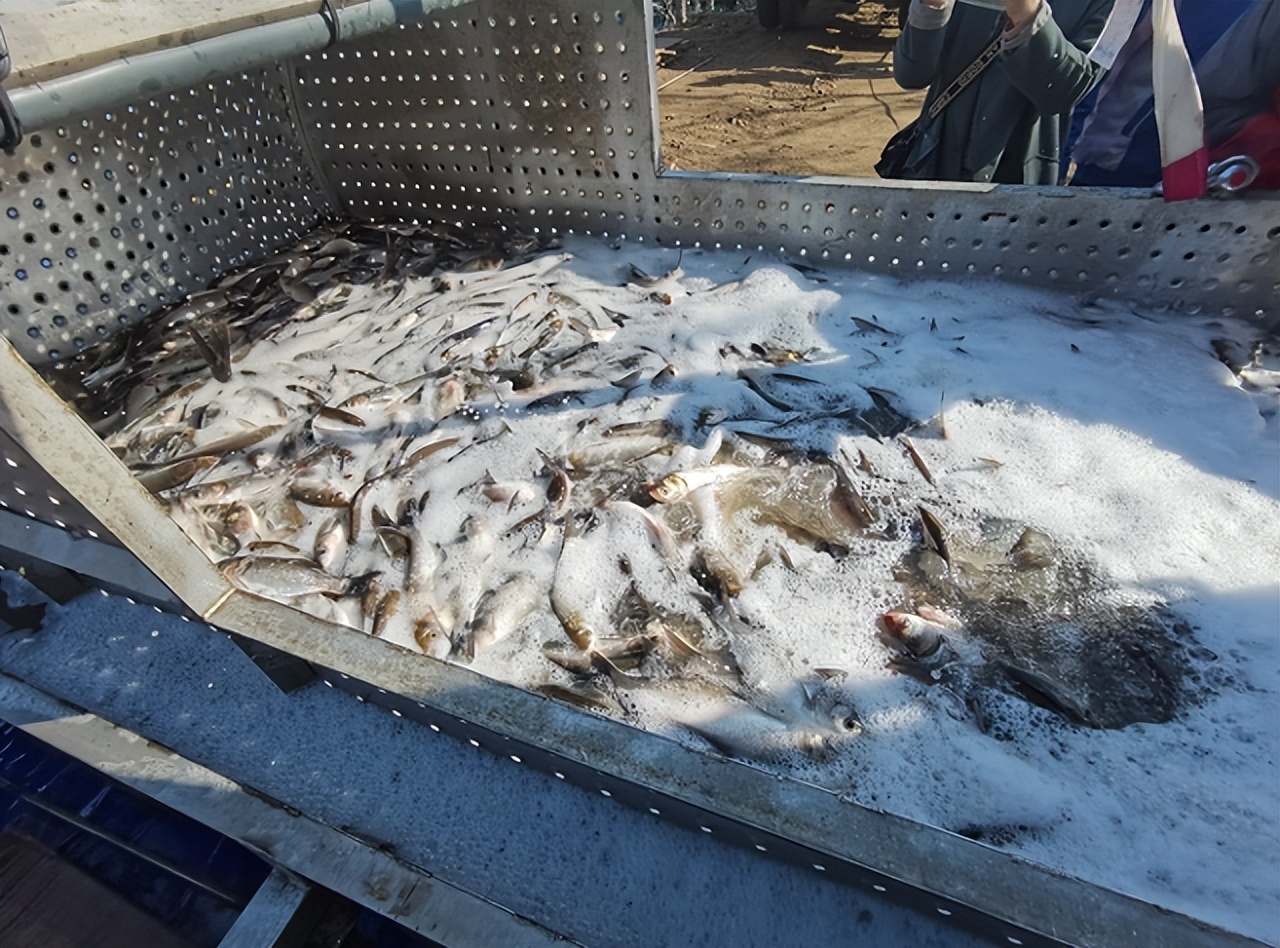 渔民捕捞回来的鱼都去哪了,密云水库开渔忙他们为渔民护航