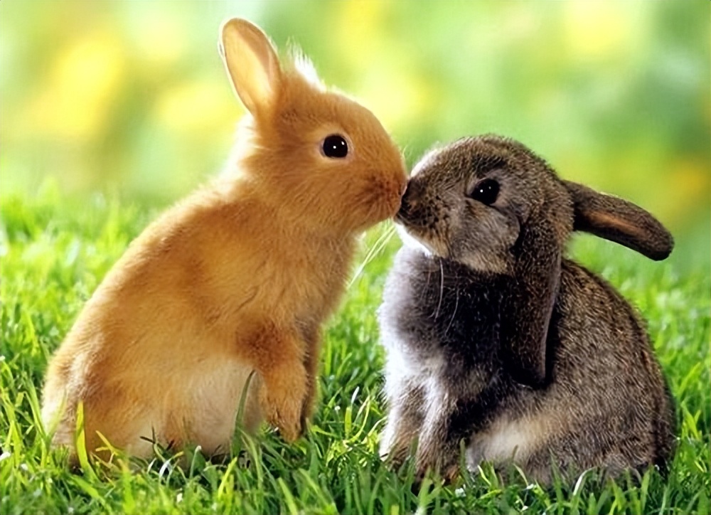 2023年是黑兔年还是木兔年,2023年被称为黑兔年为什么