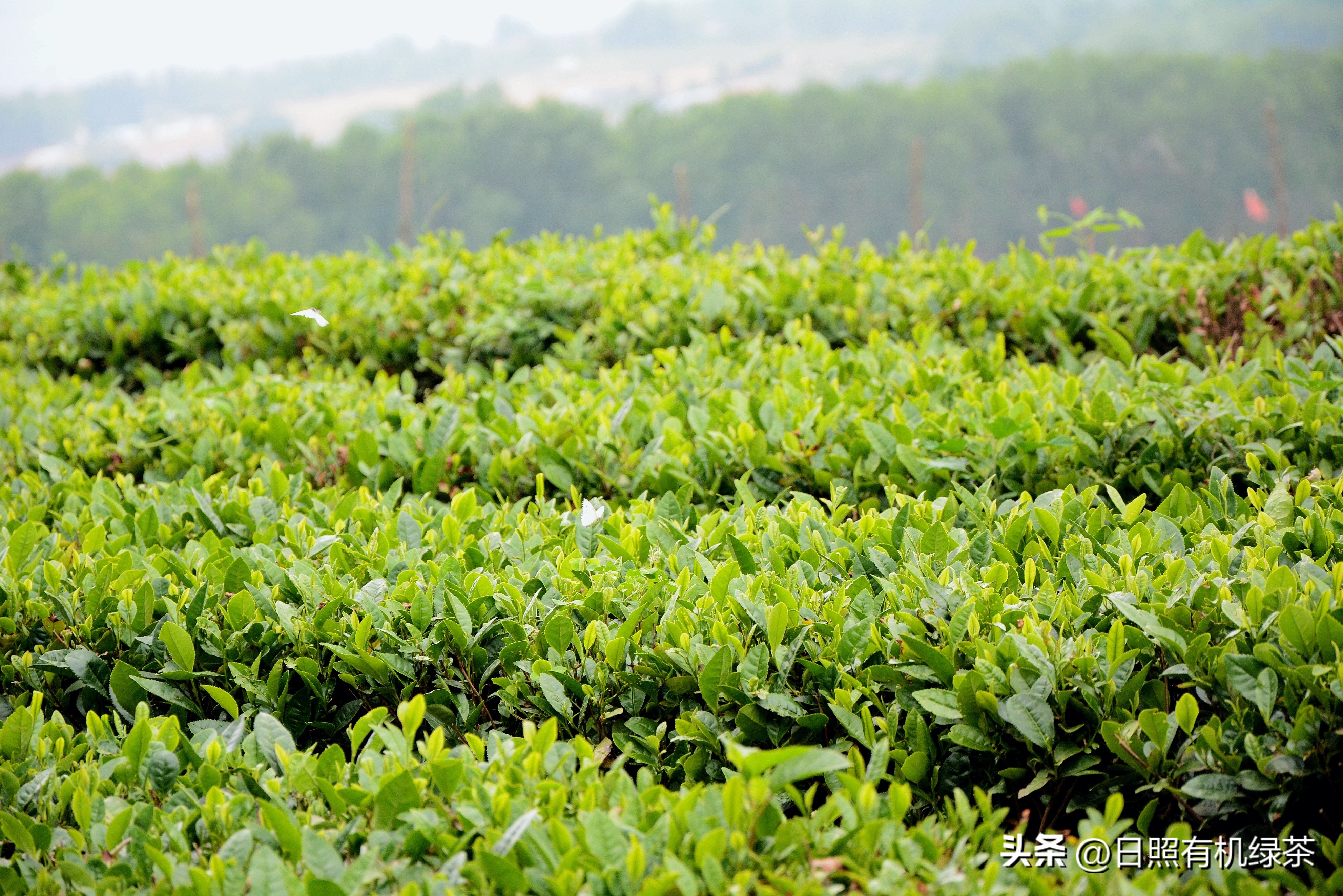 日照绿茶岚山第一茶,正宗日照绿茶头道茶
