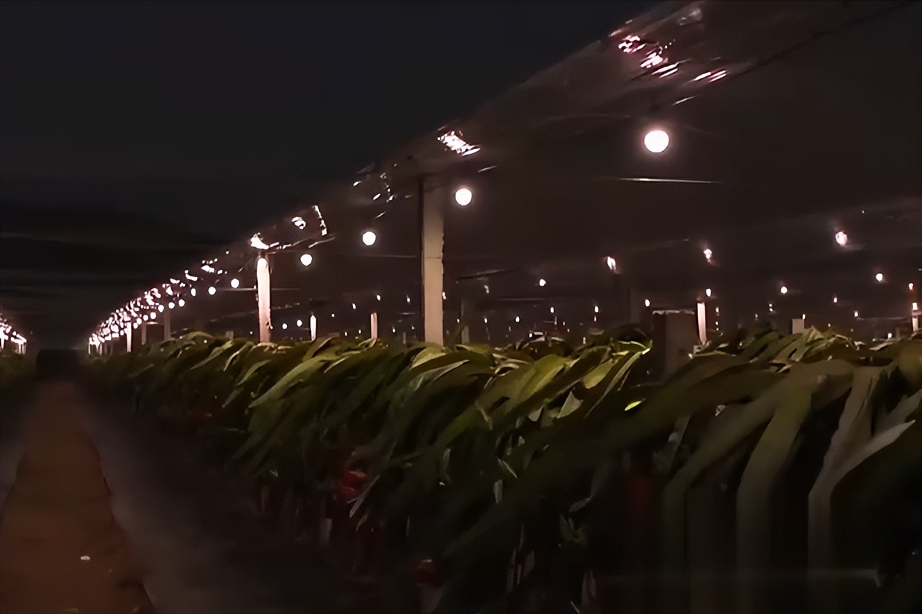 小伙子种火龙果四年身价过亿,种植火龙果一年挣1千万