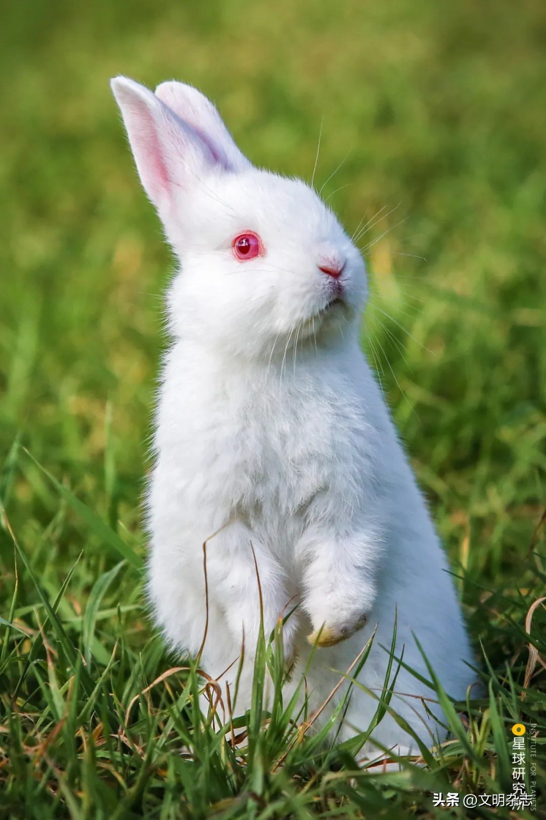 兔子来阳台,兔子来到新家