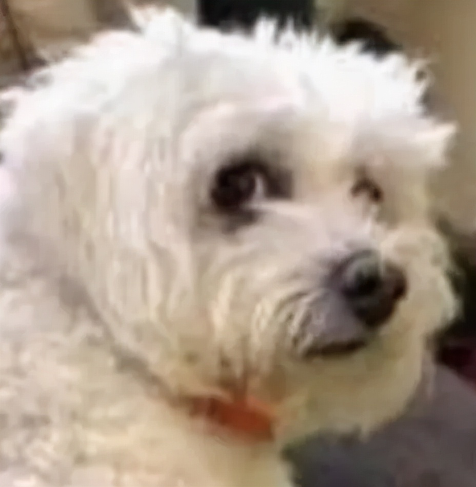 狗狗骨折了我们应该怎么办,狗狗骨折了只能带它去医院