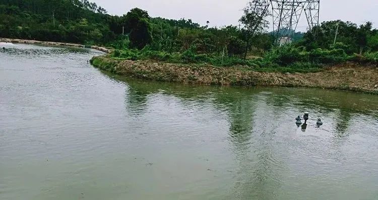 鱼塘消毒用什么成本低,鱼塘消毒用什么比较好