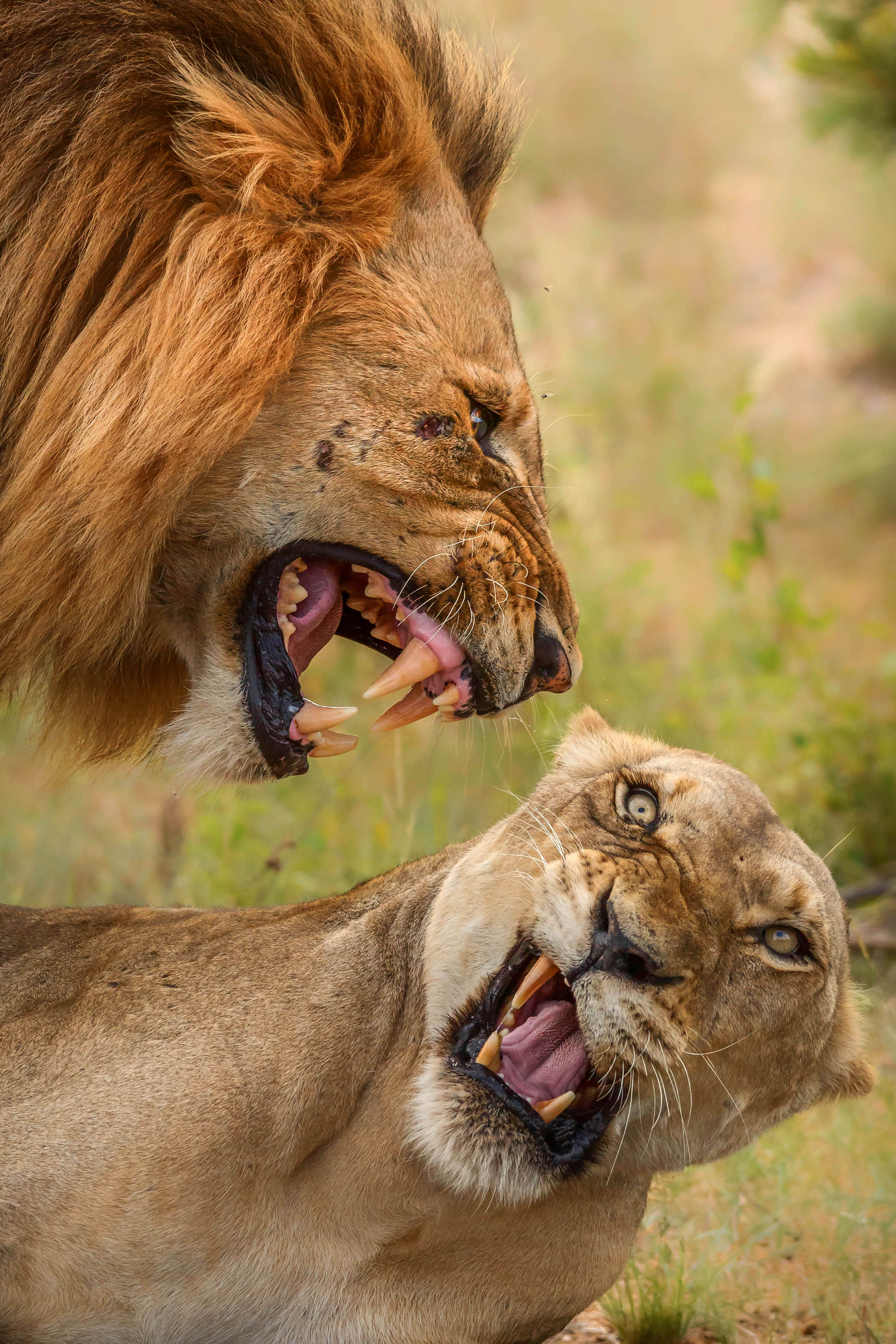 每天交尾可达50次！雄狮与雌狮交尾后，为什么会发生短暂打斗？