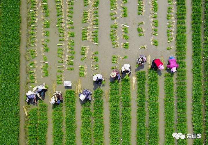 [心路历程]里下河樊汊锣鼓车车水号子