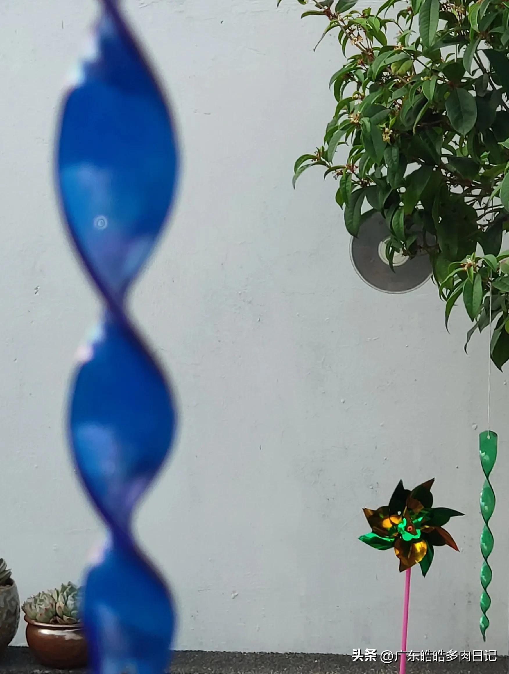 为养多肉，和楼顶小鸟的斗智斗勇，几*法大**宝轮番上阵