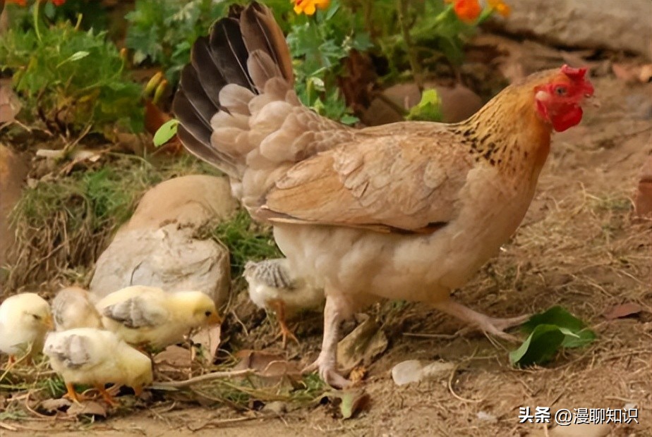 鸡沙门菌能引起鸡白痢吗,鸡白痢沙门氏菌病的研究进展