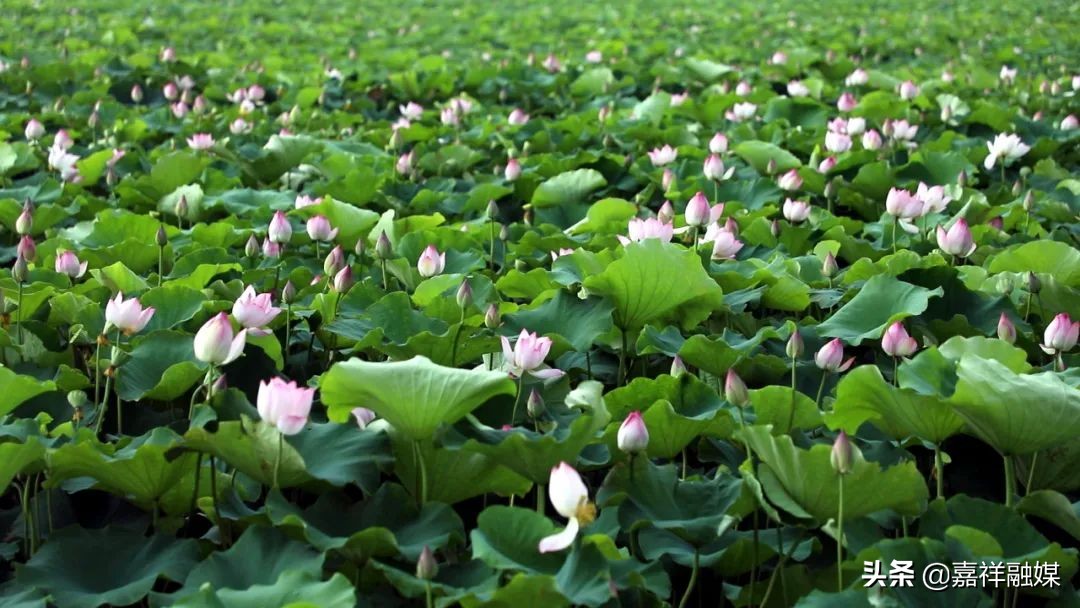 “藕”“虾”混养“钱”景好强村富民促振兴