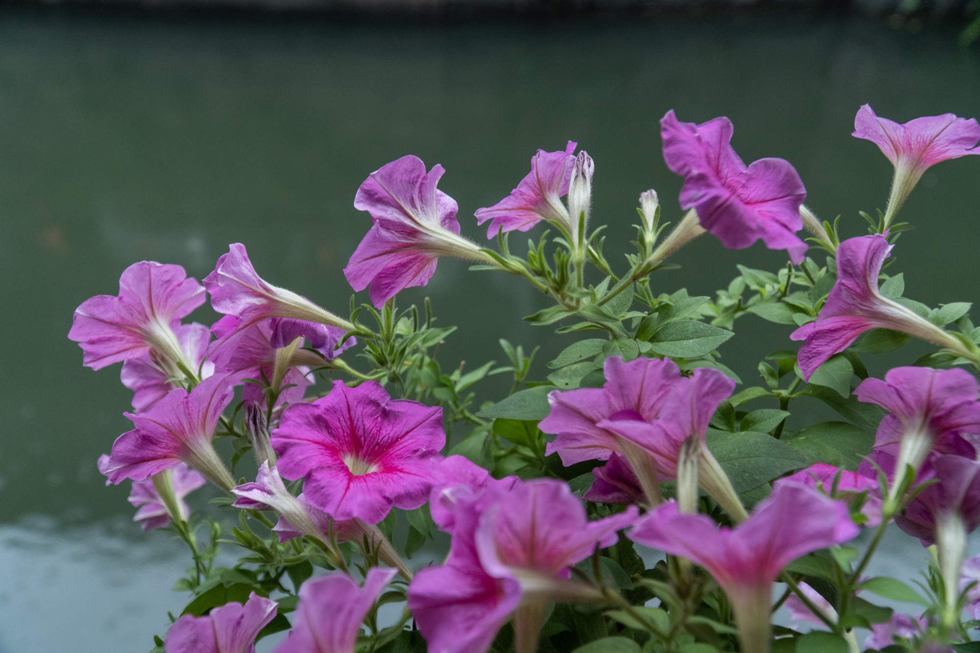 杭州附近古镇旅游乌镇,杭州西塘古镇有哪些景点