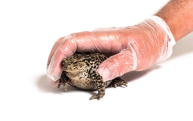 取蟾蜍毒液对它有危害吗,取蟾蜍毒素