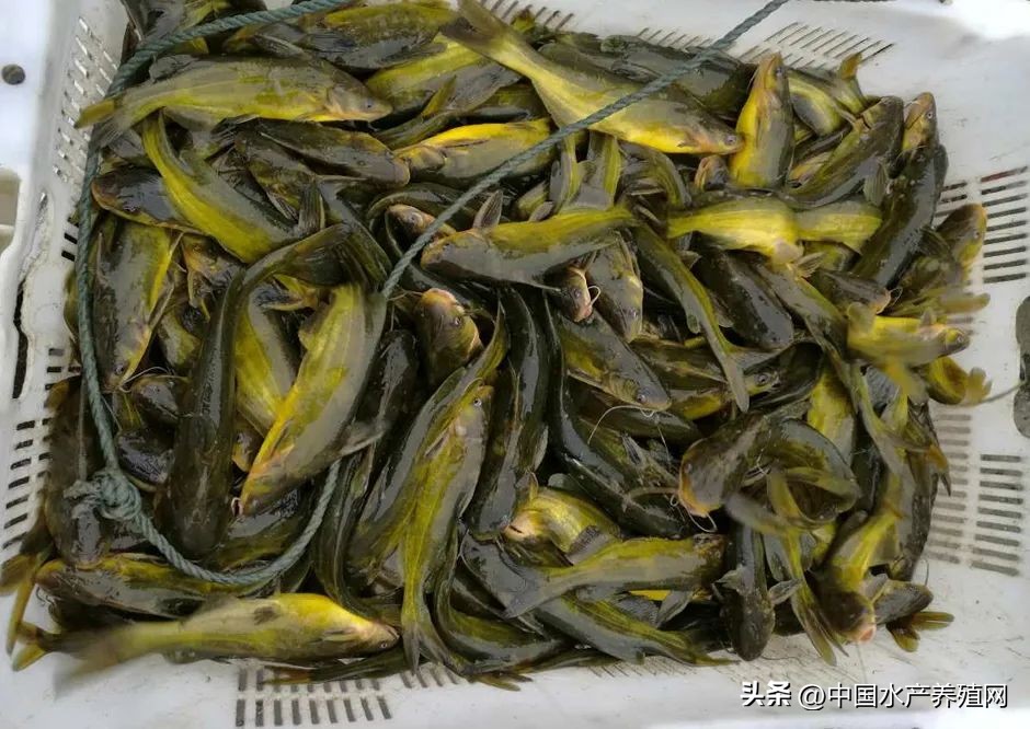 槌滈奔椴堥奔鎸佺画娑ㄤ环,槌滈奔椴堥奔鍗翠究瀹滀簡