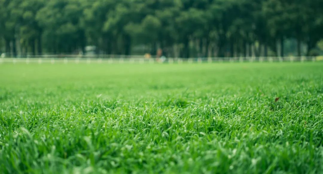 史上写草最绝的一首词，全词62字，没有一个草字，却句句是草