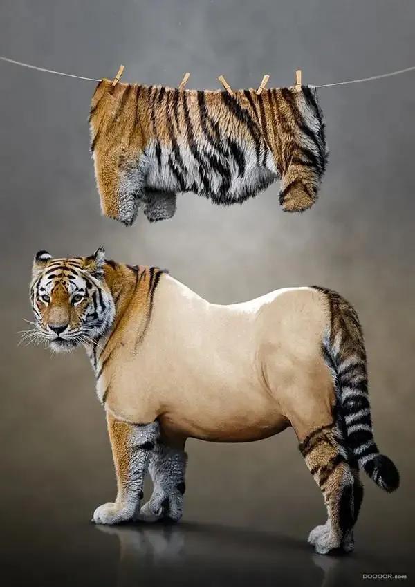 戏说老虎图文杂汇