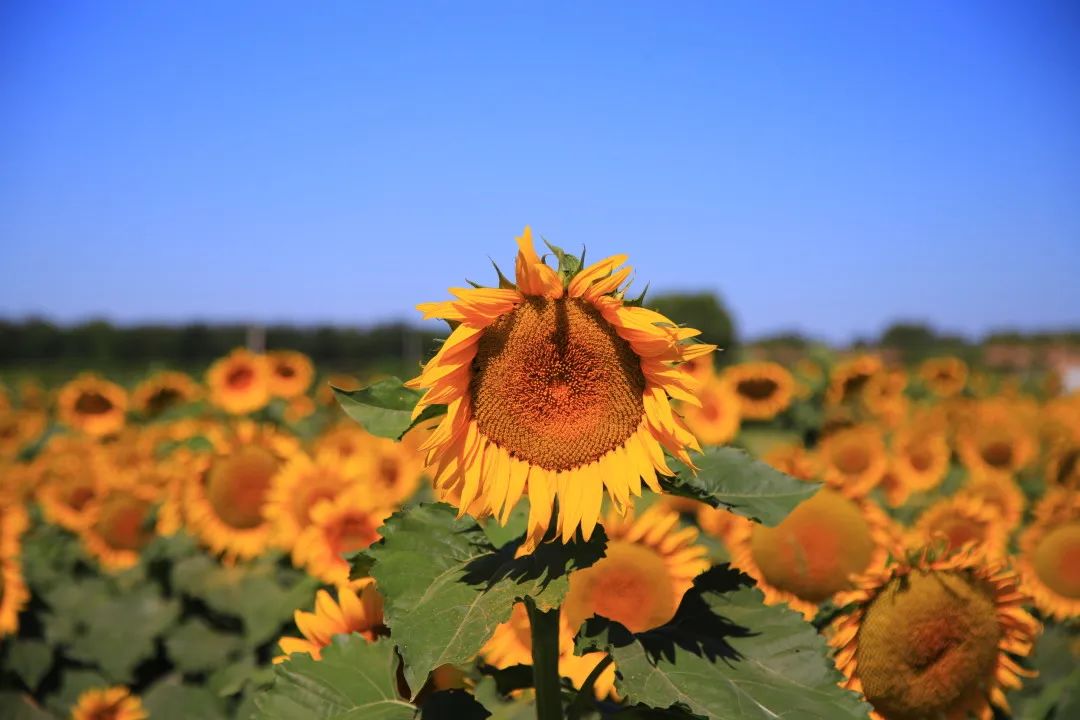 北京周边的向日葵花海,顺义向日葵花海