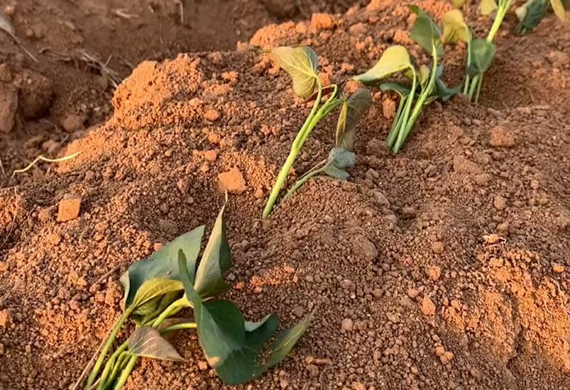 栽红薯苗的正确方法是什么,栽红薯苗的正确方法用加塑料膜吗