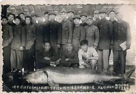 渔民误捕“海猪”果断放生,黑龙江渔民捕获300斤重大鱼放生