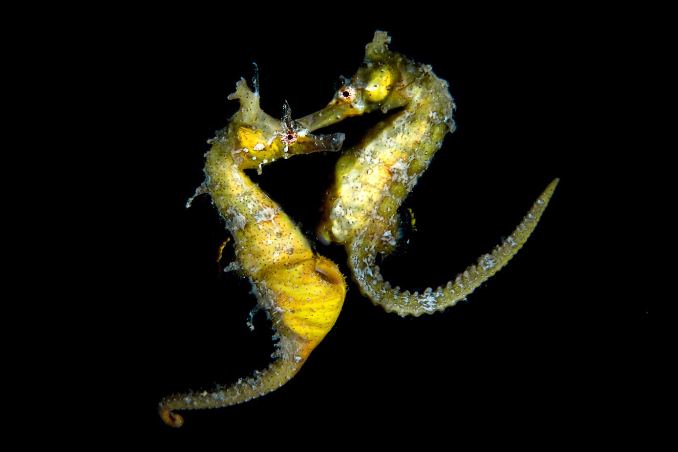 能炖汤当中药的养殖海马！一克卖20！为啥养它的人却很少？