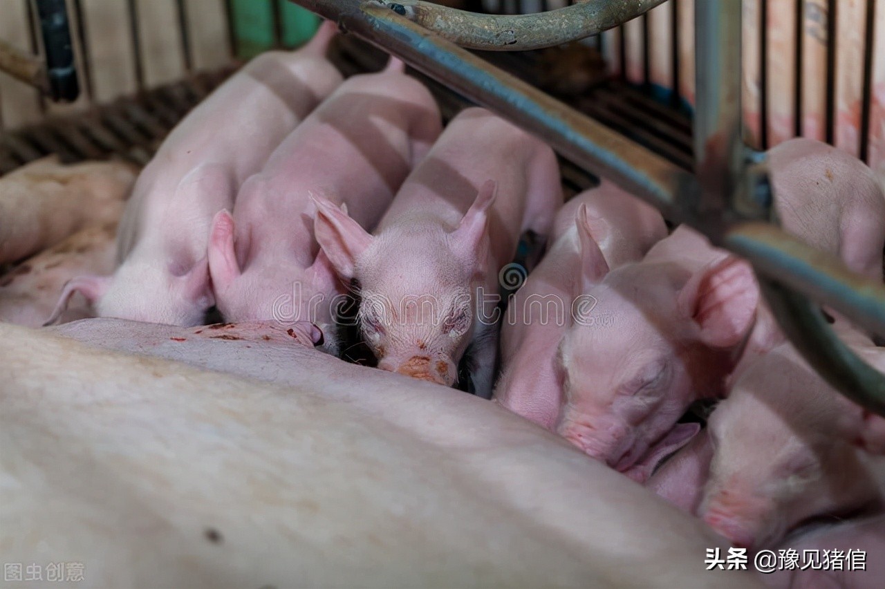 怎么进行母猪分娩舍的分批管理,养猪产房的操作流程