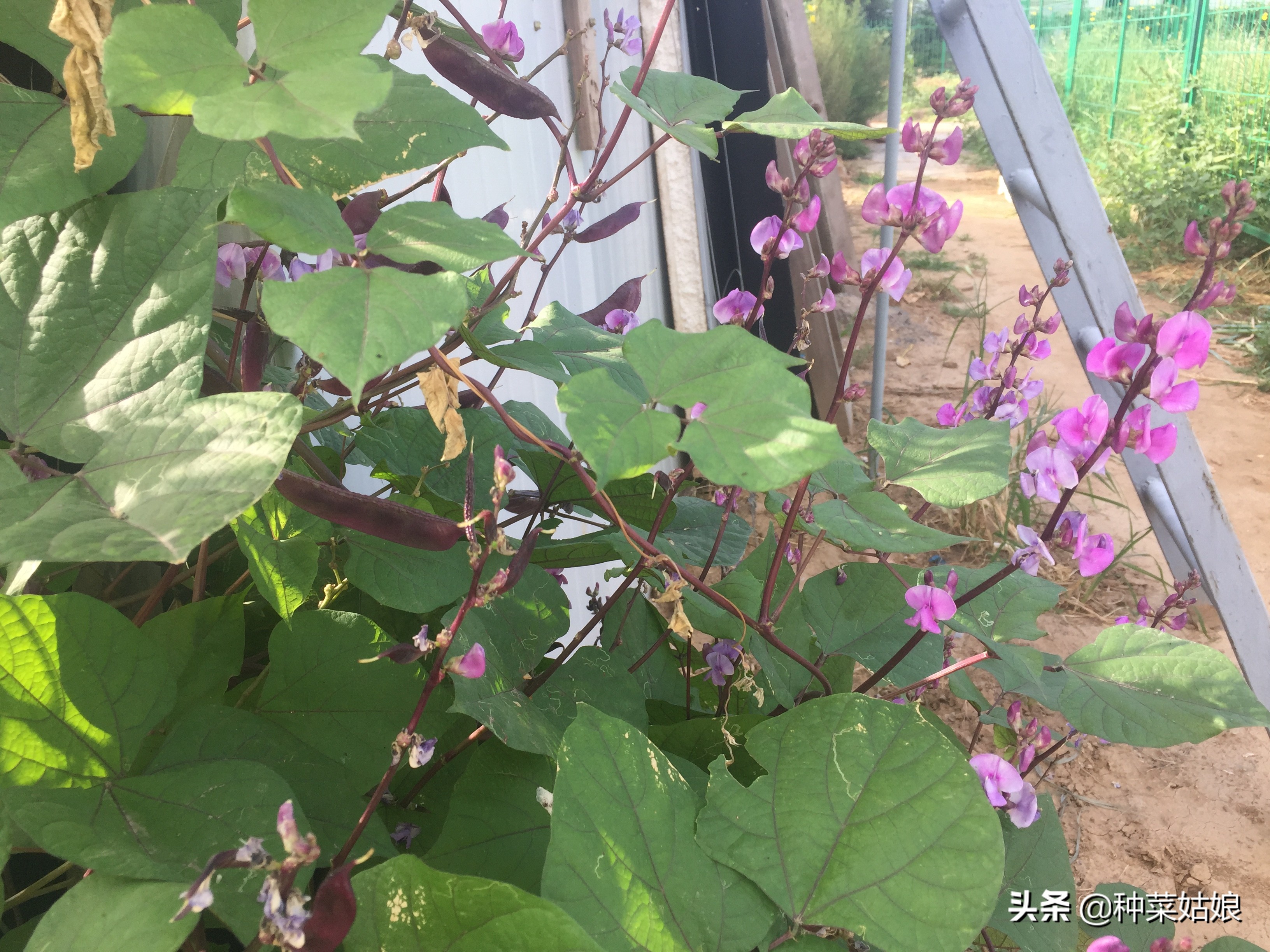 做好这几项新手种菜也能种得好,春天种菜要在芒种的时候种吗