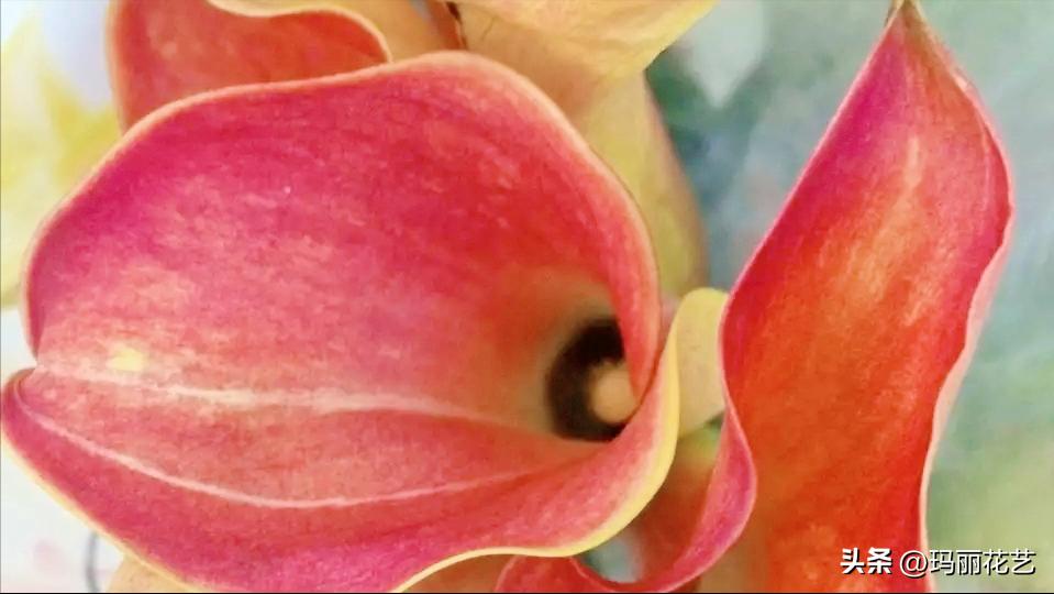 鲜切花马蹄莲怎么养才能开花,彩色马蹄莲切花养护的条件