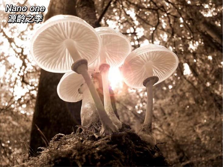 日本小众贵妇护肤品牌,日本nano护肤品