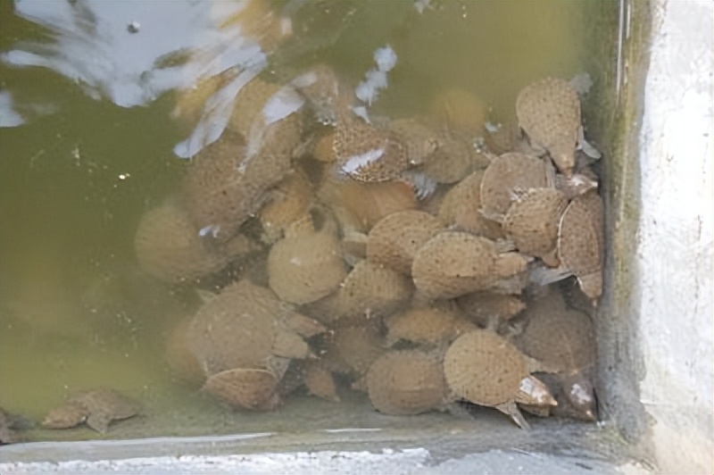 养殖哪个鳖种有前景,中华鳖养殖现状及未来发展