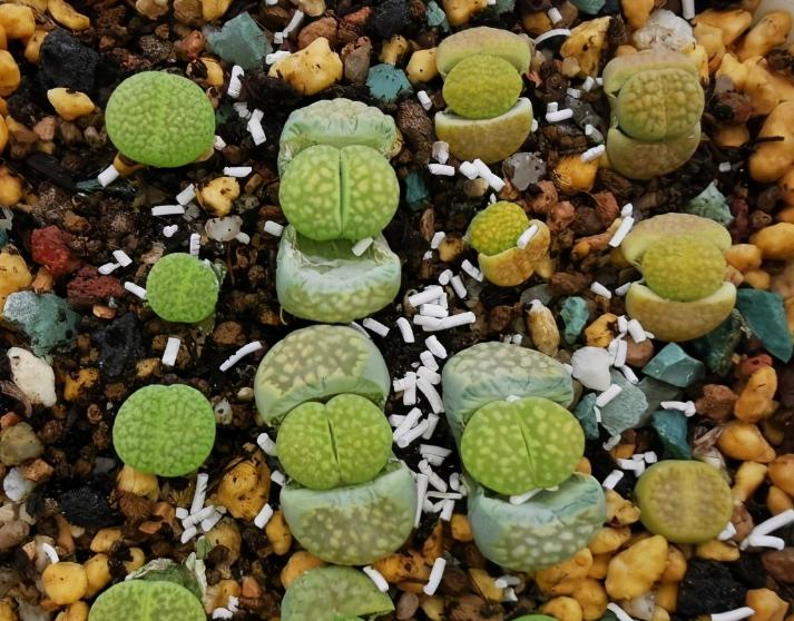 被奉为“顶配”的多肉石生花，光照片好看，入手就后悔，太丑