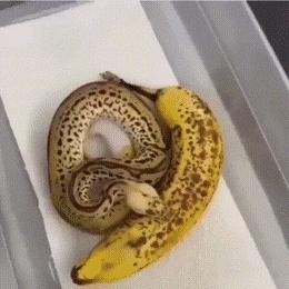 79个难得一见照片，飞机释放烟雾弹，逃票的女乘客，飞翔的蝙蝠