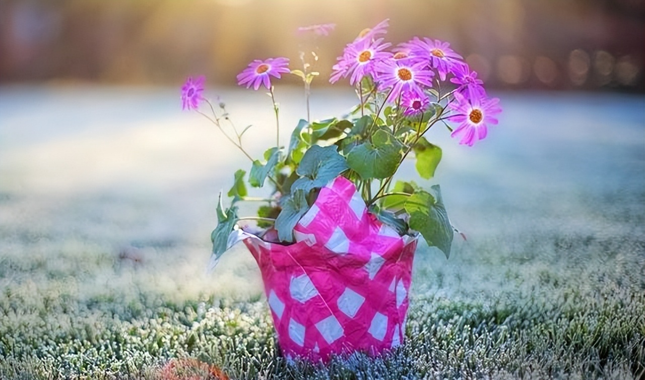 当你一无所有连狗都不搭理你,当你一无所有亲戚的态度