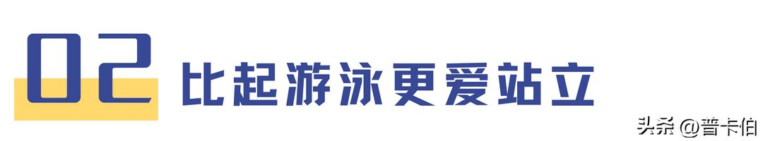 火烈鸟天生是白色的吗,火烈鸟羽毛是不是天生的