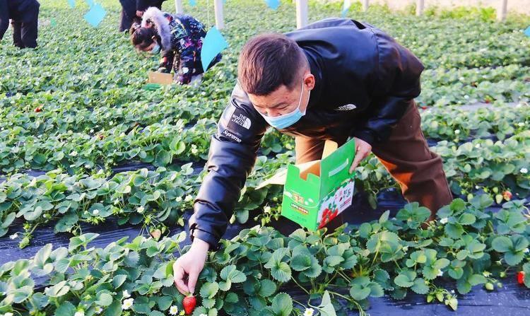 日本草莓对比丹东草莓,大凉山草莓和丹东草莓哪个好吃