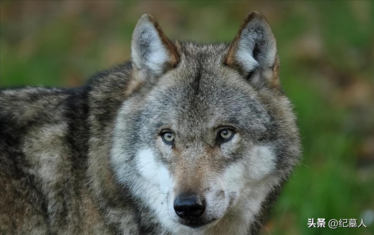 64年勘测队遭遇凶猛狼群，战士心软投喂食物，头狼带群狼前来报恩