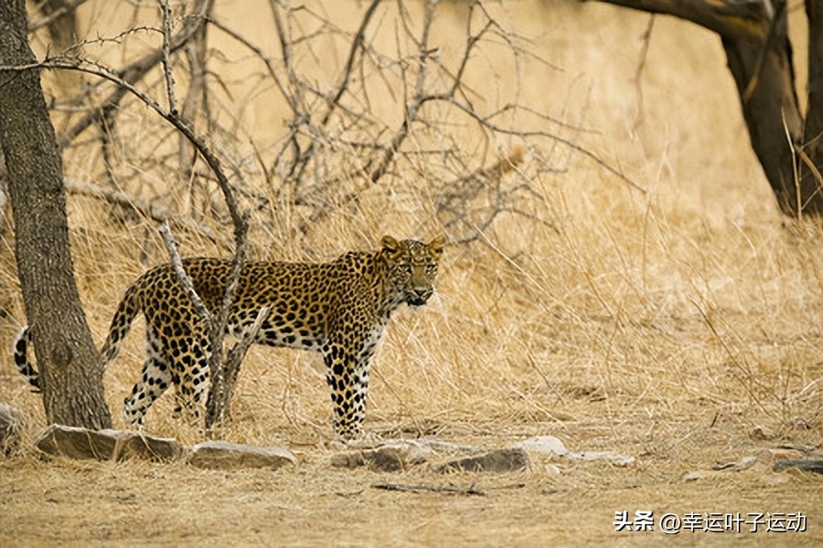 彪马创始人和阿迪达斯创始人,阿迪和彪马创始人是什么关系