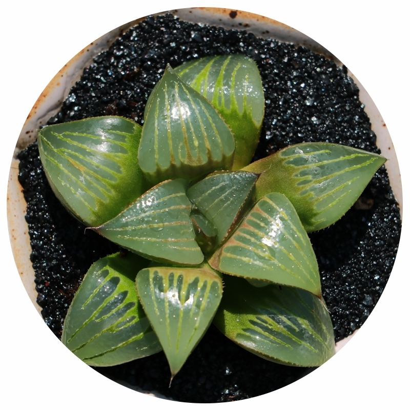 花看久了也厌了什么意思,花看腻了怎么办