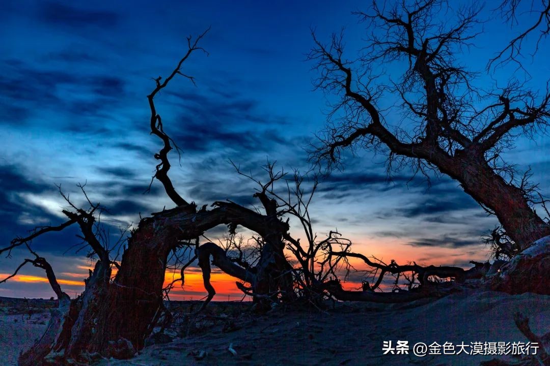 额济纳赏胡杨视频,赤峰额济纳赏胡杨