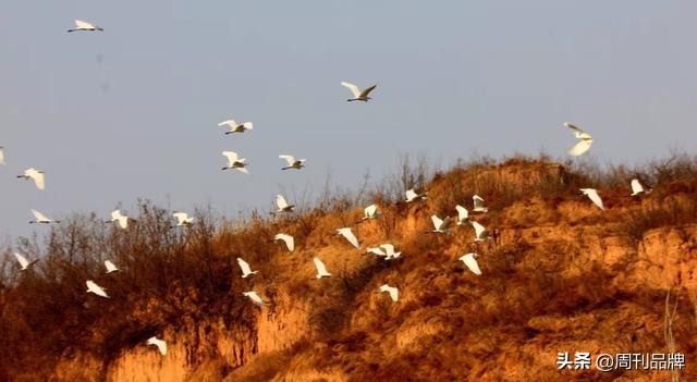 石川河畔生态美天蓝水碧白鹭飞