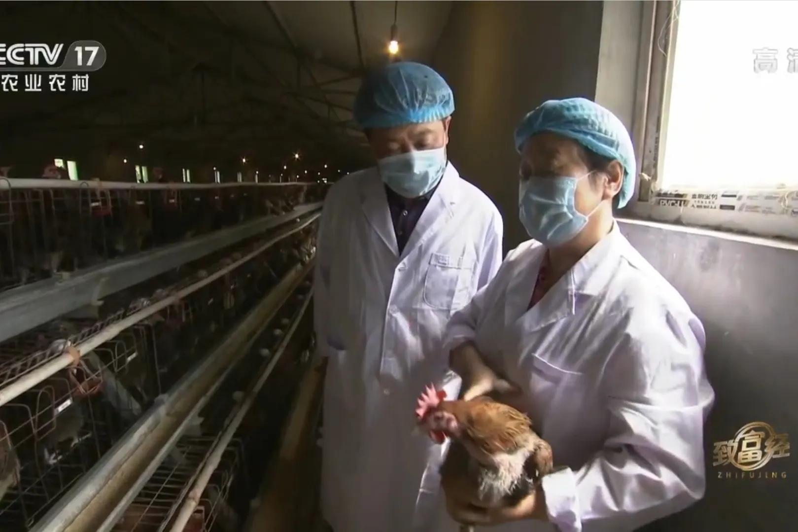 一小伙承包荒山搞养殖年挣百万,河北小伙种100亩地一年赚多少钱